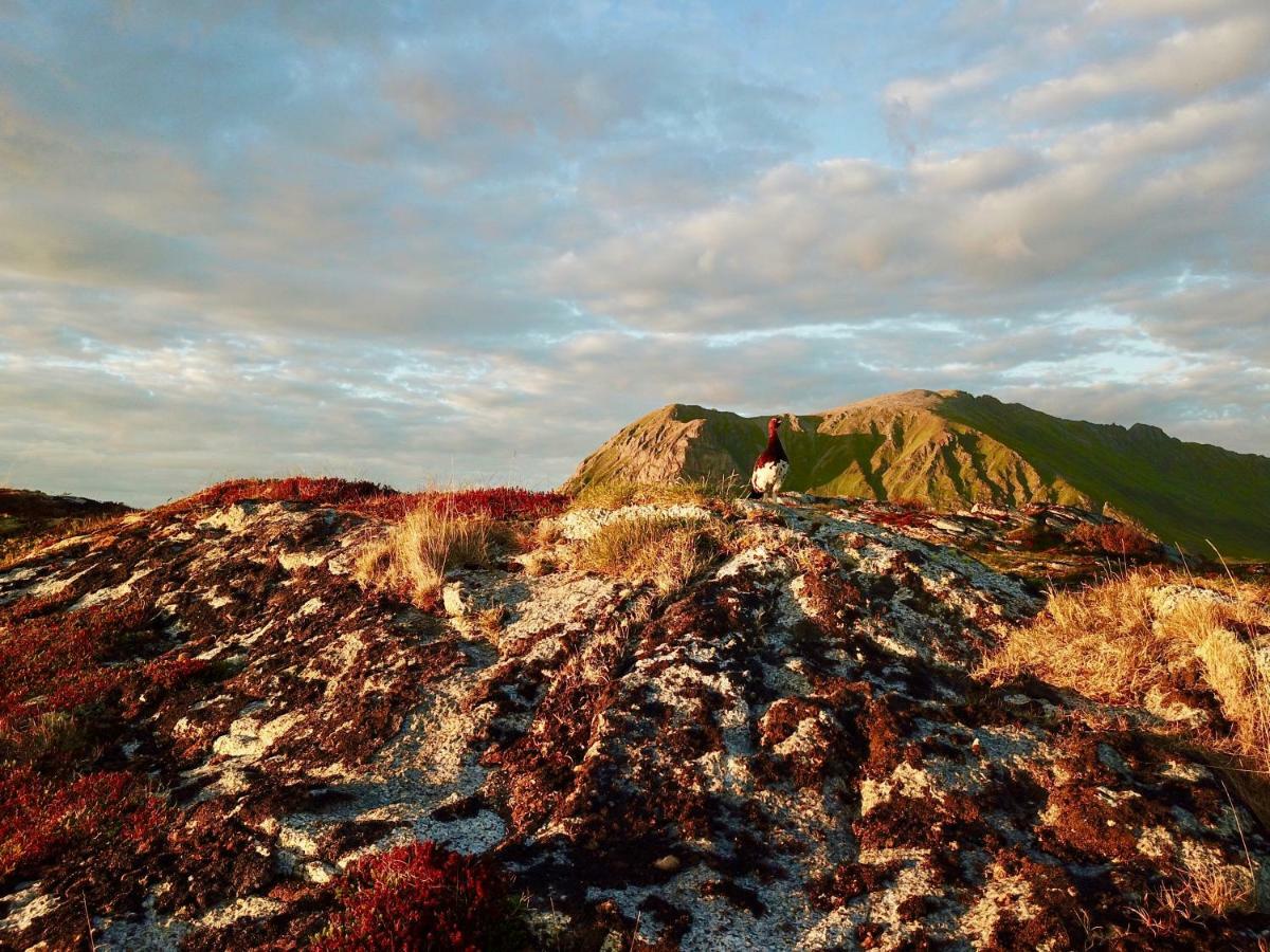 Midnight Sun View Lofoten Ferienhaus Leknes